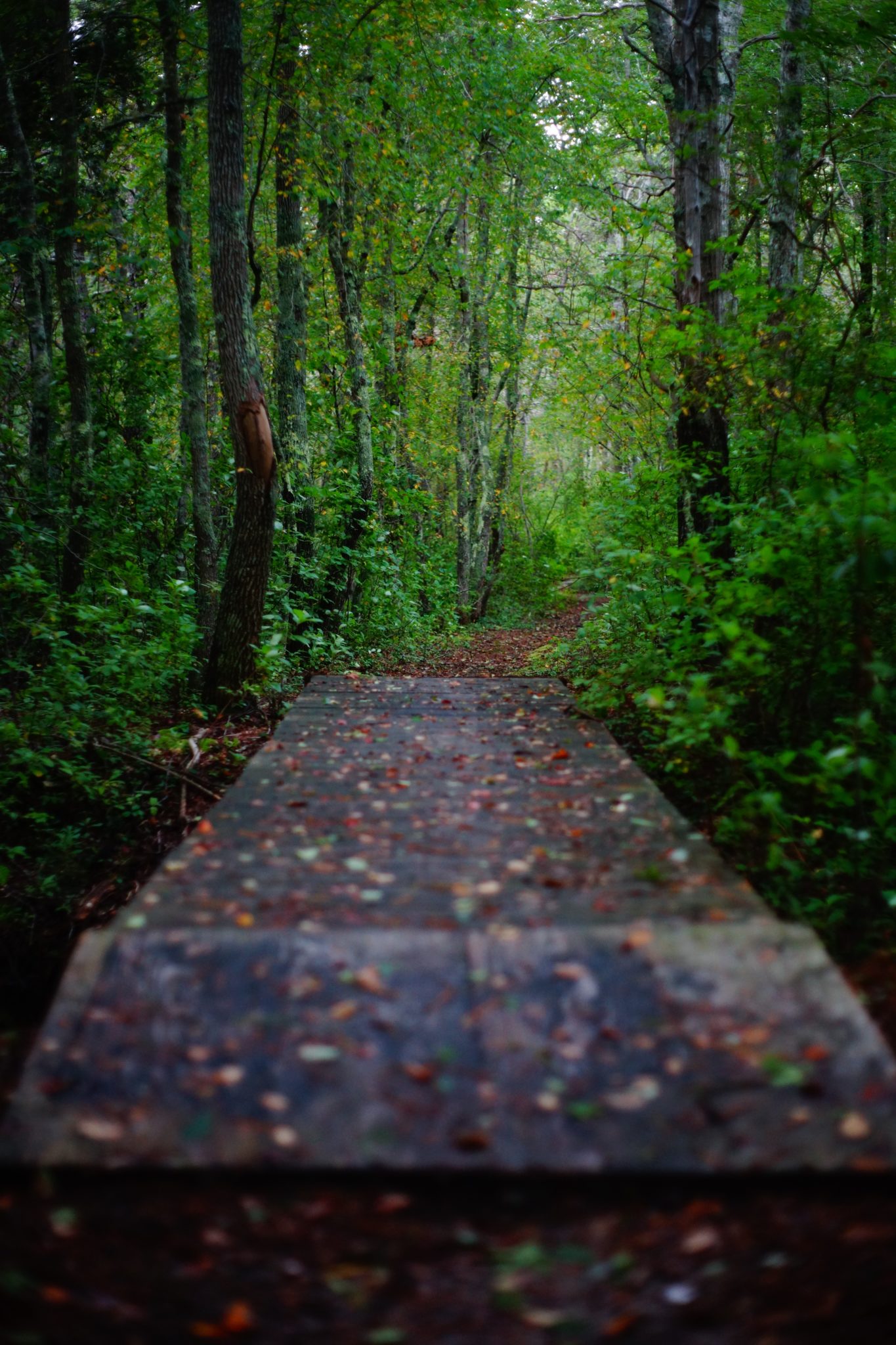 dark hiking trail